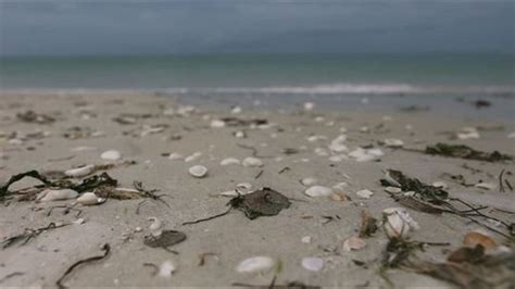 Dead Sand Dollars On Florida Beaches Could Be Result Of Natural Cycle