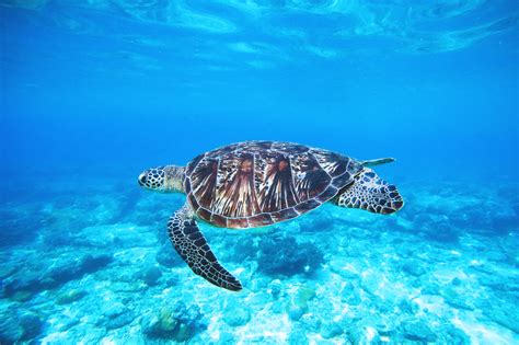 Free Images : sea turtle, vertebrate, Hawksbill sea turtle, Olive