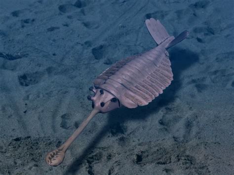 The Cambrian Period Writework