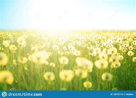 Spring Meadow Flowers On Summer Field Of Dandelion At Sunlight Backdrop