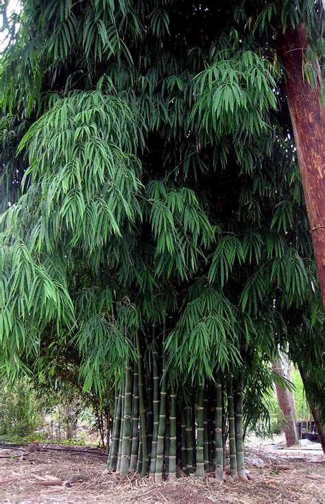 A Bambusa Nana Growing Vigorously In A Garden In Florida In Rich