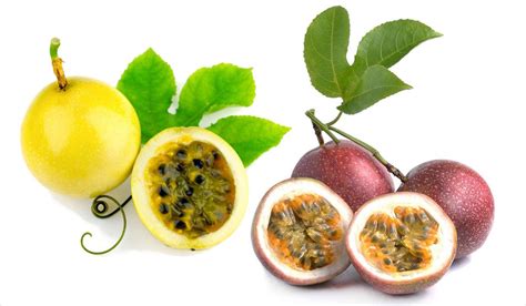 Easy steps to chinese 2: Passion fruit (Maracuja or Fruit de la Passion) | AZ ...