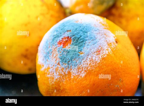 Moldy Orange Citrus Fruit Mold Stock Photo Alamy