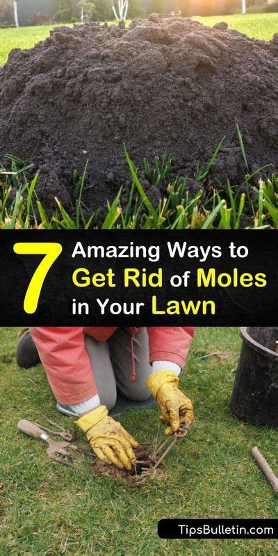 Learn How To Get Rid Of Moles Using Simple Solutions These Critters