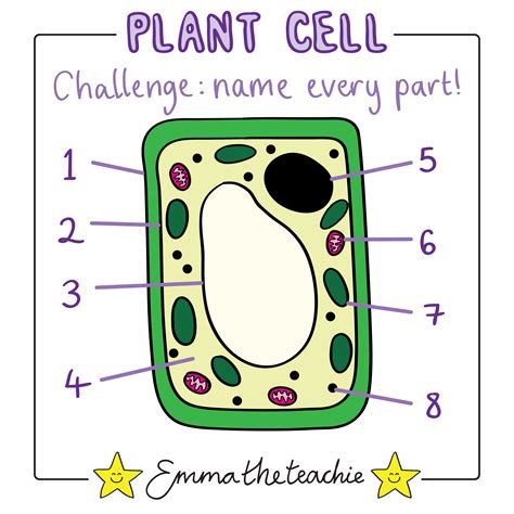 Plant Cell Diagram Gcse Studying Diagrams