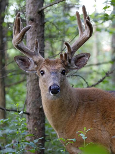 A White Tailed Deer Buck In The Early Morning Light With Velvet Antlers