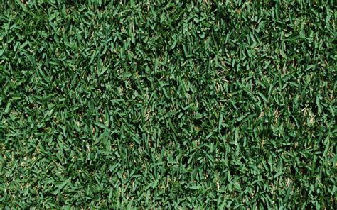 I bought my home in it is interesting to hear from people in cold climates with positive comments about zoysia grass. Zoysia Grass - The Good, The Bad, and the Ugly - Grass Pad