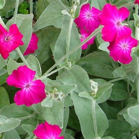 Mało wymagająca, najładniej prezentuje się na słonecznych stanowiskach. FIRLETKA OMSZONA ciemnoczerwona bylinowe rabaty ...