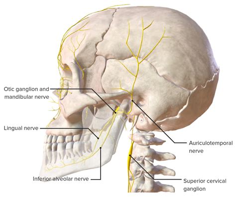 Jaw And Temporomandibular Joint Anatomy Concise Medical Knowledge