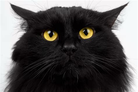 Close Up Black Cat With Yellow Eyes The Purrington Post