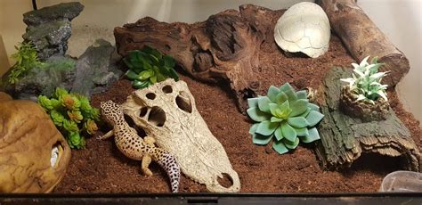 How To Set Up A Leopard Gecko Terrarium Leopard Gecko Terrarium