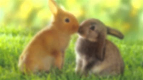 Bunnies Kissing Pictures Youtube