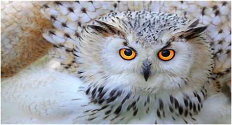 15 Fascinating Facts About Snowy Owls Cool Kid Facts