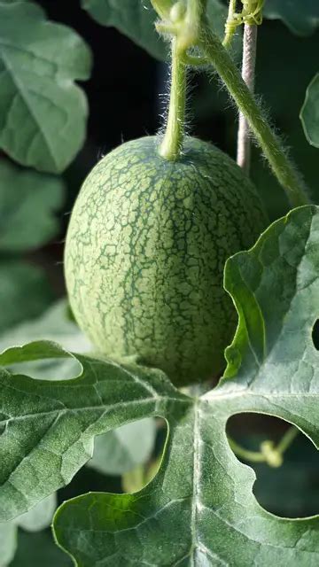 How To Grow Watermelon Raised Bed Home Soils