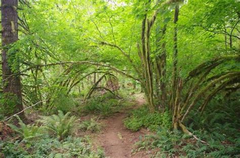 Step Creek Loop Hike Hiking In Portland Oregon And Washington