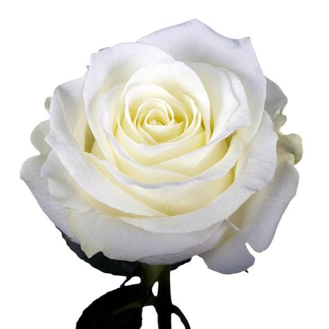 Globalrose 50 White Roses Fresh Flower Delivery 50 Birthday White