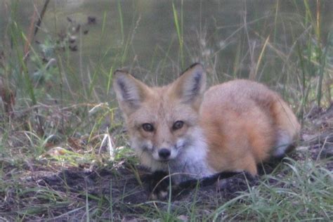 Florida Red Fox Flickr Photo Sharing