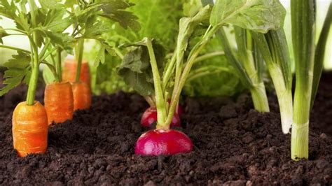 voici les 8 légumes les plus faciles à cultiver même si vous ne savez