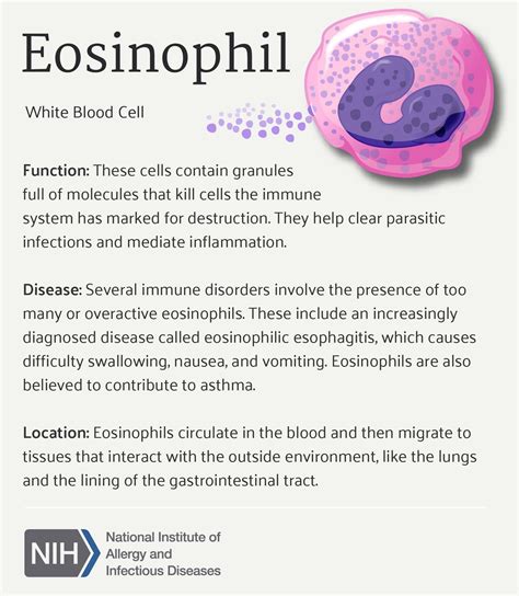 Eosinophil Diagram