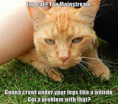 got a problem with that lolcats lol cat memes funny cats funny cat pictures with