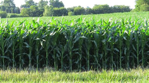 Corn Fields July 2016 Bauernhof Ranch Alm