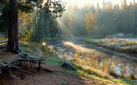 Wallpaper Sunlight Trees Landscape Forest Nature Morning Mist