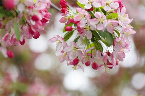 Рабочий стол весна Обои цветение весна цветы нежность скачать обои фото и картинки бесплатно