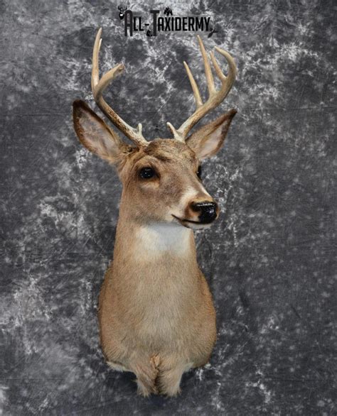 Whitetail Deer Mounts All Taxidermy