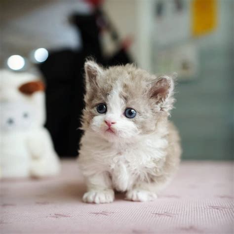 Munchkin Cats Scottish Fold Munchkin Cat