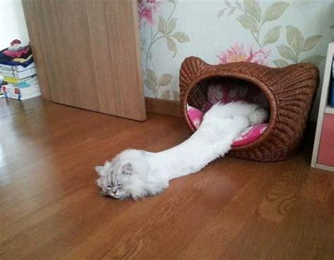 · you should only give felimazole if directed to do so by a vet. 15 Hilarious Photos Of Cats That Prove They Are Liquid ...