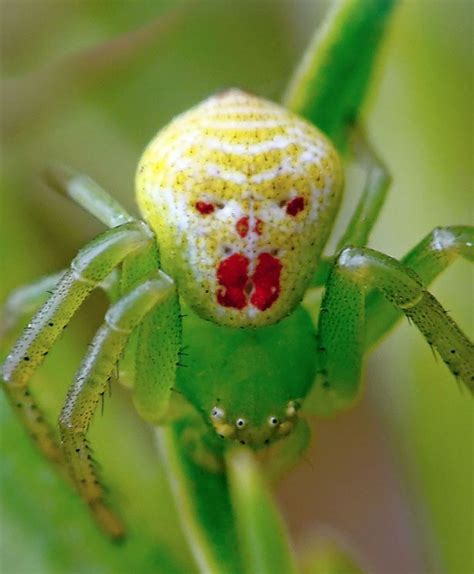 Theridion Grallator Also Known As The Happy Face Spider Is A Spider