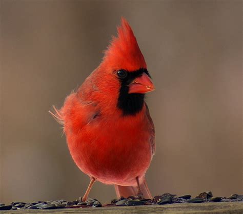King Cardinal Male Northern Cardinal Cardinalis Cardinali Flickr