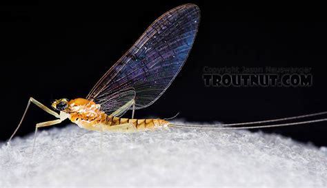 female leucrocuta hebe little yellow quill mayfly spinner pictures