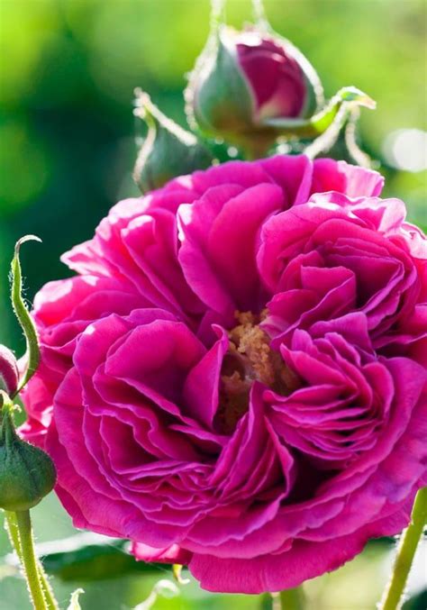 Maybe you would like to learn more about one of these? Best roses to grow in your garden | Best roses, Garden ...