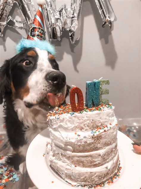 Dogs first birthday | Dog first birthday, First birthdays, First birthday parties