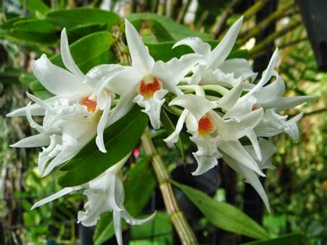 Check spelling or type a new query. Hoàng Thảo Nhất điểm hồng (Dendrobium draconis) ~ Kỹ thuật ...