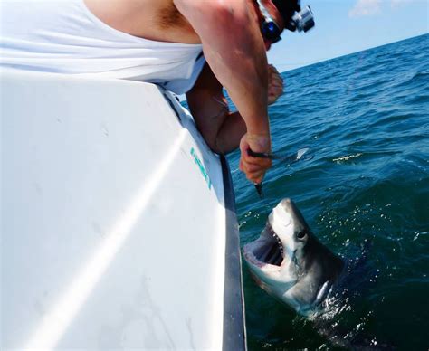 third great white shark caught off nyc in a week