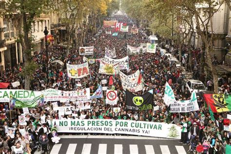 Dovete individuare il tipo di piante più adatte al vostro spazio di coltivazione, per ottenere esemplari sani, forti, e ricoperti di cime profumate. Argentina, coltivare cannabis in casa per scopi ...