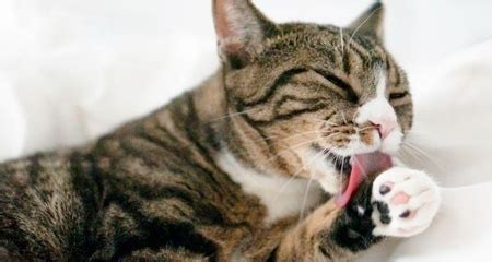 Cats tend to shed naturally and though it is normal for cats to shed, excessive shedding should be a cause for concern. 10 Signs Your Cat Is Stressed | PetCoach
