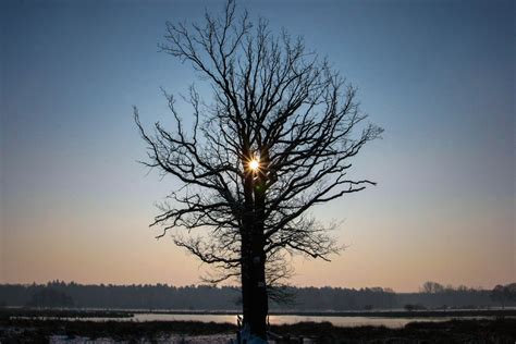 Free Images Tree Nature Forest Branch Silhouette Cold Black And