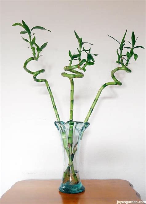 Growing your lucky bamboo in a location with its preferred lighting conditions helps it to reach its full potential. Lucky Bamboo Care Tips: A Houseplant That Grows In Water