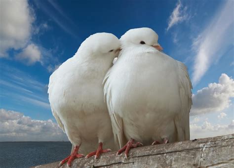 10 Most Beautiful Pigeon Birds Latest Hd Wallpapers 2013 Beautiful