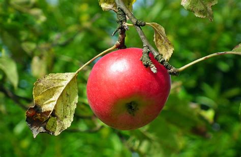 Apple Fruit Red Free Photo On Pixabay Pixabay