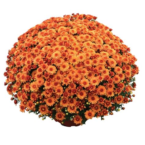 Chrysanthemum X Morifolium Beverly™ Orange Garden Mum Beverly