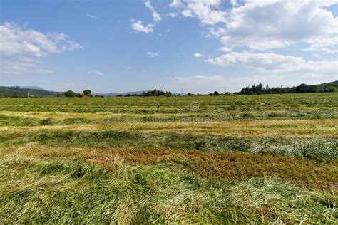 Green Fields With Grass And Hay Cut Ready To Be Harvested Stock Image Image Of Nature Country