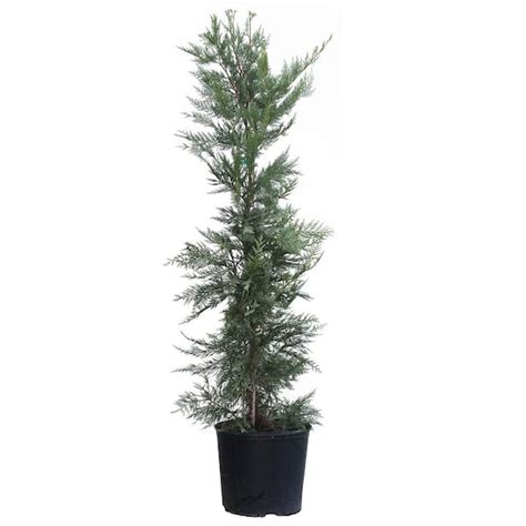 Brighter Blooms 3 Gal Evergreen Leyland Cypress Trees Cyp Ley 34 The