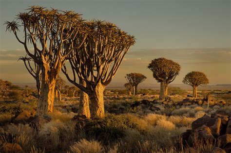 Wallpaper Trees Landscape Sunset Nature Wildlife Africa Shrubs