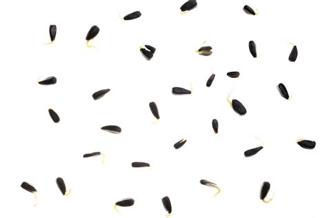Premium Photo Germinated Sunflower Seeds Isolated On A White Background