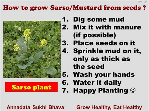 How To Grow Mustard In A Pot