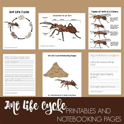 Life Cycle Of An Ant Unit Srudy Printables Simple Living Mama